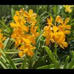 Ultimate Guide to Purchasing Wholesale Mokara Orchid Plants Online