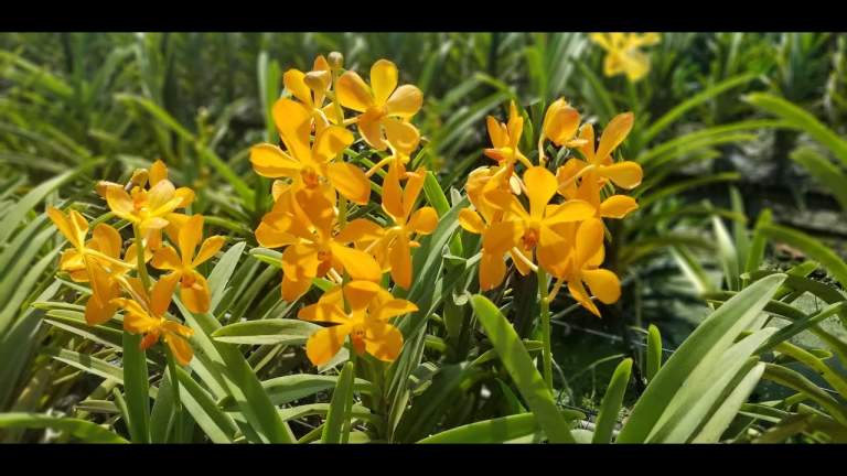 Ultimate Guide to Purchasing Wholesale Mokara Orchid Plants Online